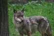 loup solitaire