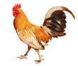 healthy rooster