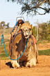 camel sitting with saddle