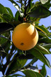 Photo: orange tree orange tree