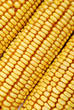 Photo: field corn field corn
