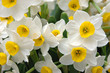 white daffodils white daffodils