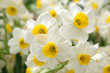 white daffodils white daffodils