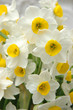 white daffodils