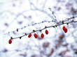 "winter: berries": american barberry bush in snow