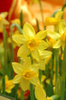 yellow daffodils