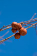 winter berries