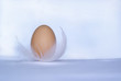 egg egg