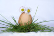 egg egg