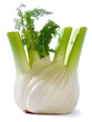 fennel fennel