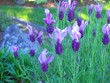 lavender