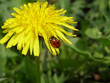 dandelion with ladybug