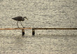 grey heron fishing