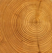 Photo: wooden cut texture wooden cut texture