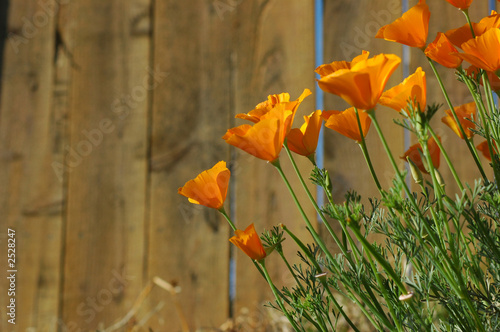 California+state+flower+golden+poppy