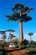 allée des baobabs à morondava, madagascar