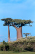 allée des baobabs à morondava, madagascar