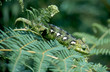 caméléon