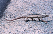 caméléon