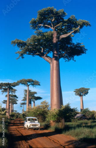 Photo: allée des baobabs à morondava, madagascar allée des baobabs à morondava, madagascar