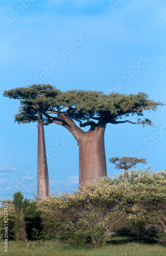 Photo: allée des baobabs à morondava, madagascar allée des baobabs à morondava, madagascar