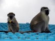 Photo: monkeys on blue roof monkeys on blue roof
