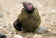 dung beatles