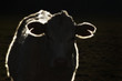 sacred cow