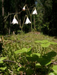 charles linneya's favourite flower
