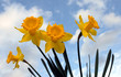 fleurs de printemps
