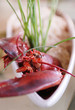 lobster