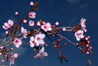 fleurs de pruniers