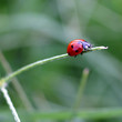 coccinella