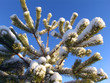 spruce in snow
