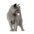 chaton chartreux