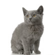 chaton chartreux