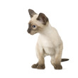 chaton siamois