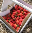 panier de fraises