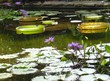 nymphéas