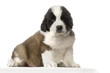 chiot saint-bernard