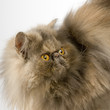 chat persan