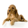 chiot cocker anglais