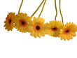 gerberas jaunes