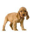 chiot cocker anglais