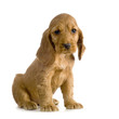 chiot cocker anglais