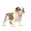 chiot bouledogue anglais