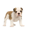 chiot bouledogue anglais