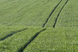 grün