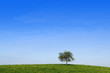 alone tree