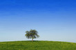 alone tree